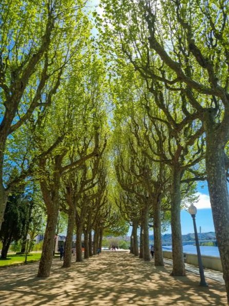 Avenue of plane trees along the Mondego river